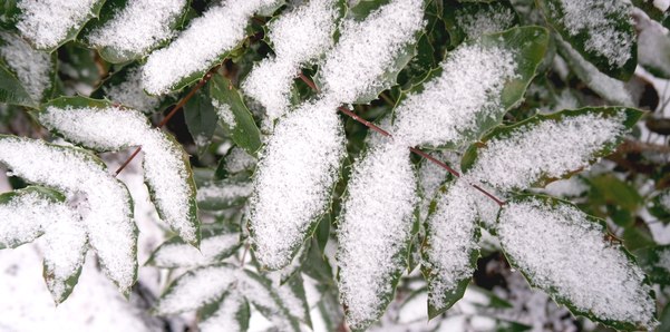 Schnee-Beitragsbild