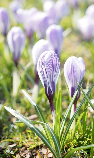 Februar-Krokus