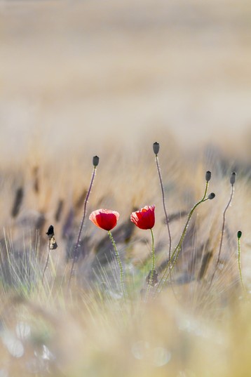 Klatschmohn im August