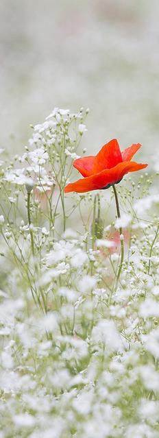 Friedrun Jäger - Roter Mohn